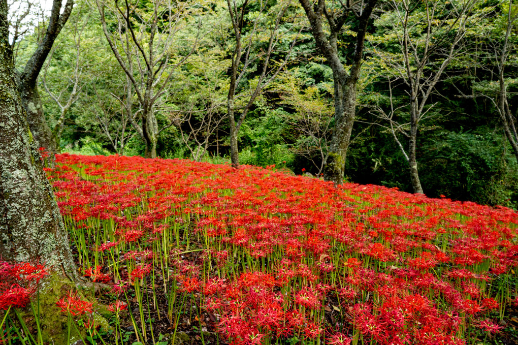 紅花の山野