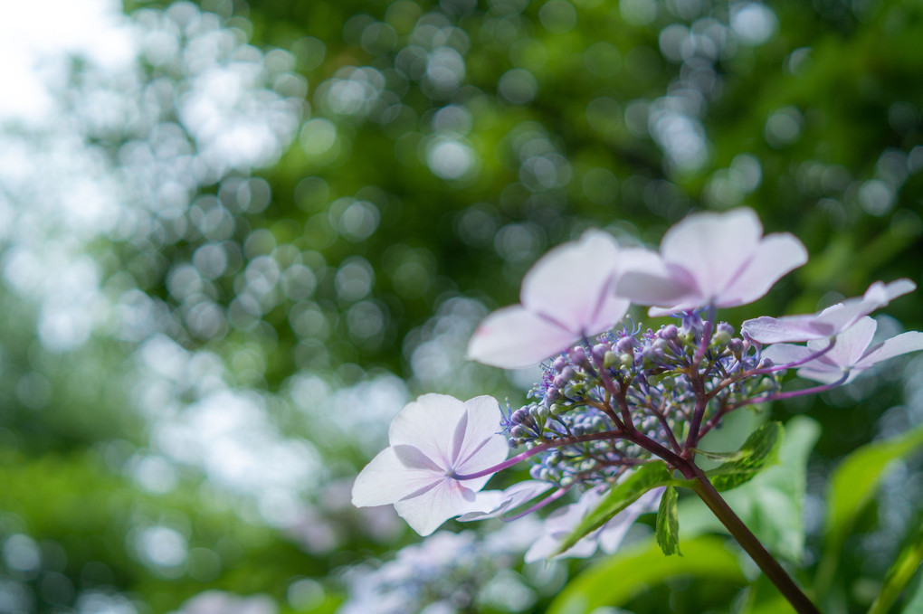 Batis ✖️ 紫陽花