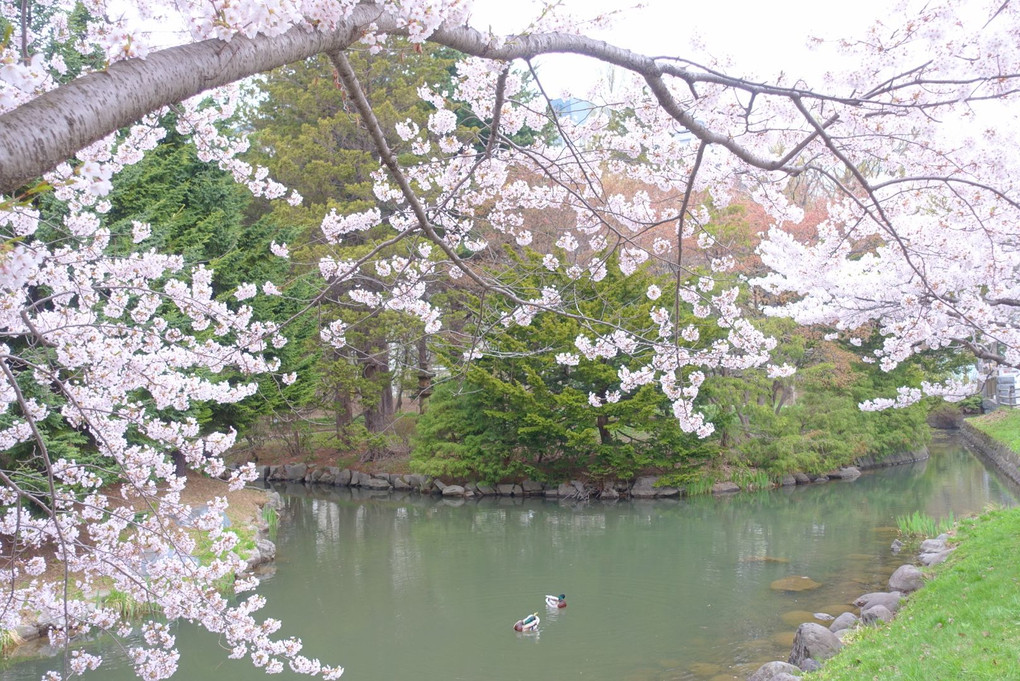 桜咲く