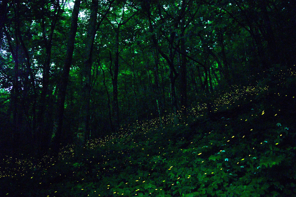 姫の森