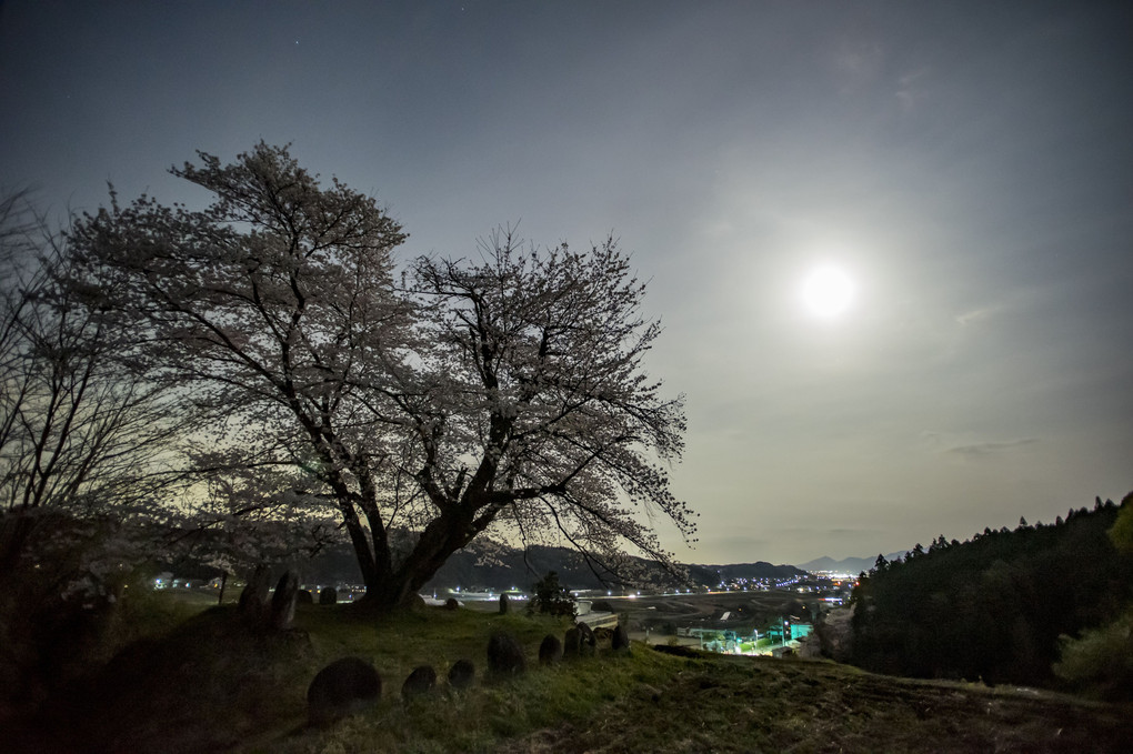 月の夜 -桜咲く丘-