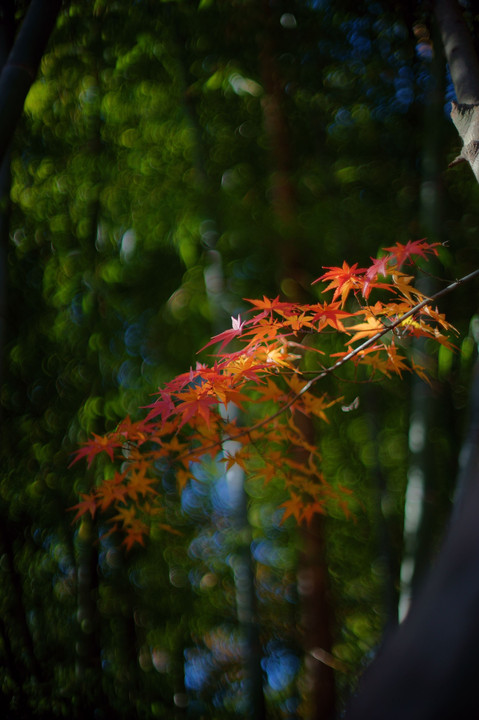 今季最後の紅葉