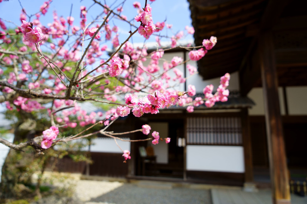 彦根城　玄宮楽々園より