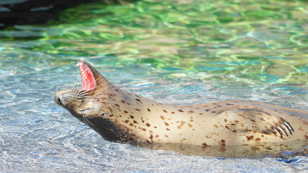 旭山動物園・カワイイ編