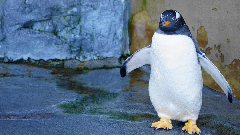 旭山動物園・カワイイ編