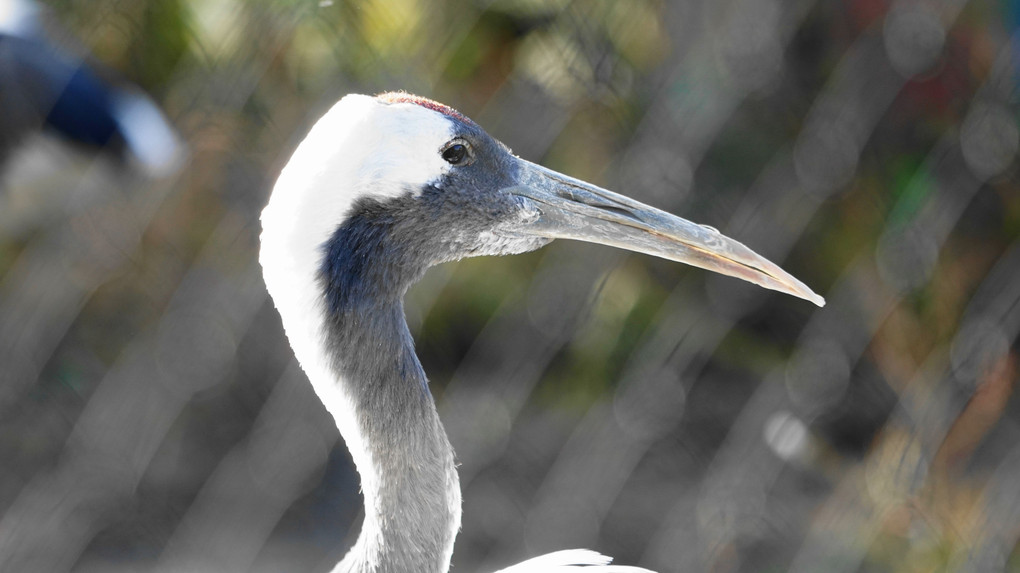 旭山動物園・カワイイ編