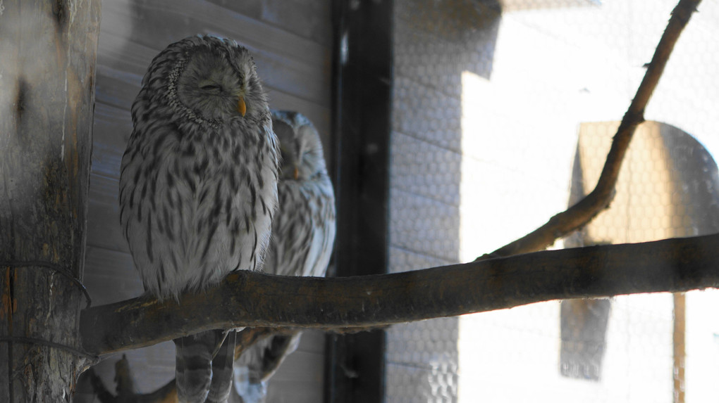 旭山動物園・カワイイ編