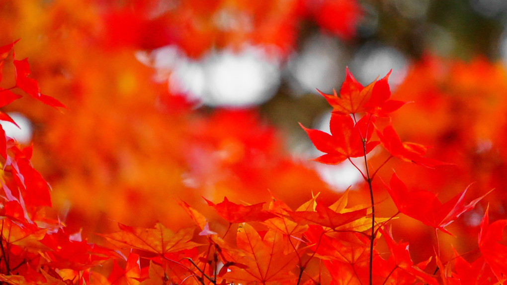 北海道大学内イチョウ並木と紅葉
