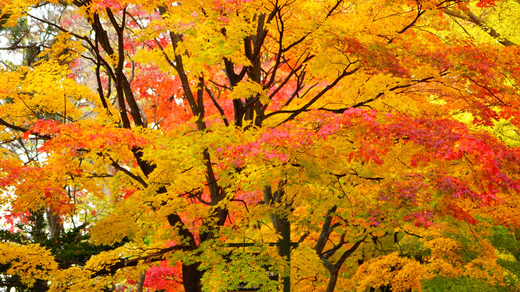 北海道大学内イチョウ並木と紅葉