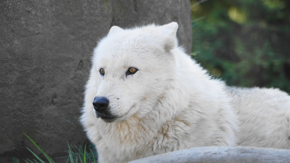 旭山動物園・猛獣編