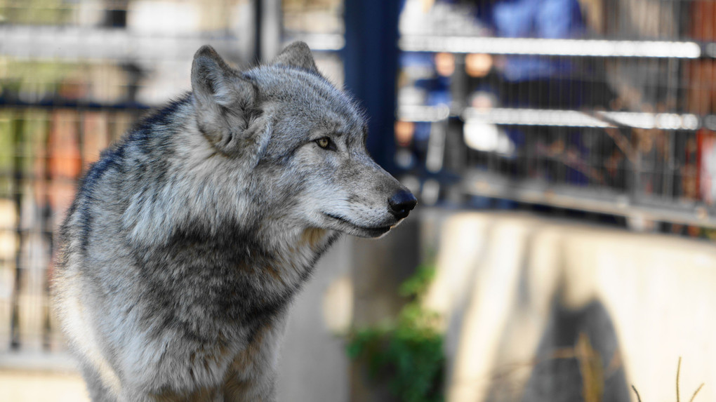 旭山動物園・猛獣編