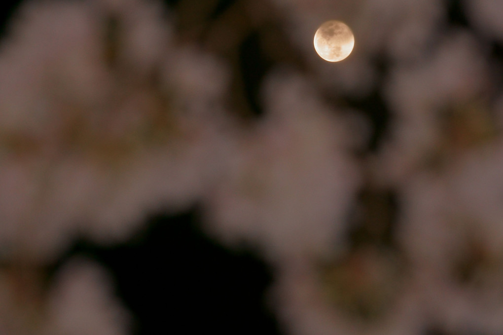 桜×満月・・・本番!!