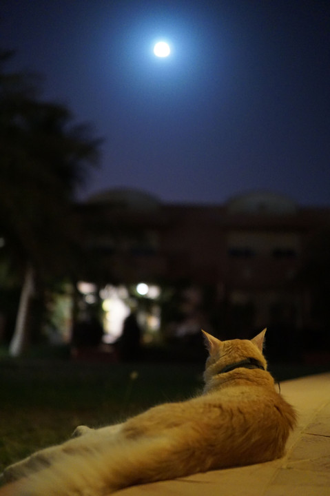 月光浴(@満月前日) ー外国人居留区の猫シリーズー