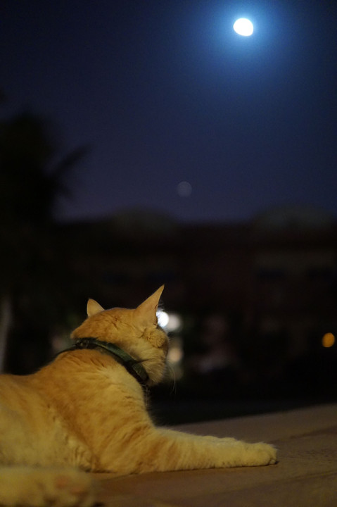 月光浴(@満月前日) ー外国人居留区の猫シリーズー