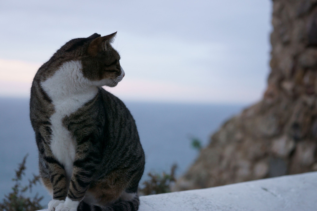 世界の果ての猫 - ポルトガル　サン・ビセンテ岬
