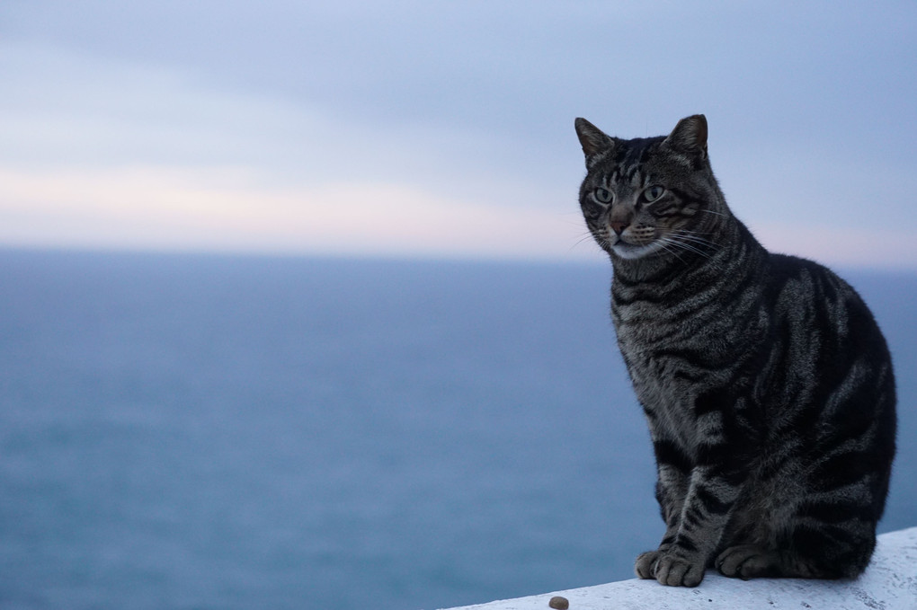 世界の果ての猫 - ポルトガル　サン・ビセンテ岬