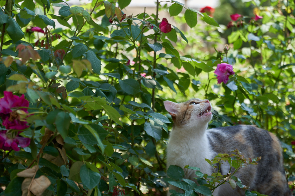 Lost in Rose Garden - 秘密の花園・・・で迷子。