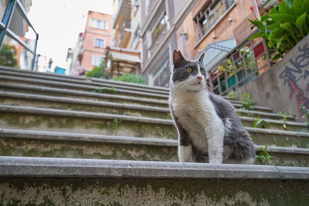 Mr.Stairway - イスタンブールの猫