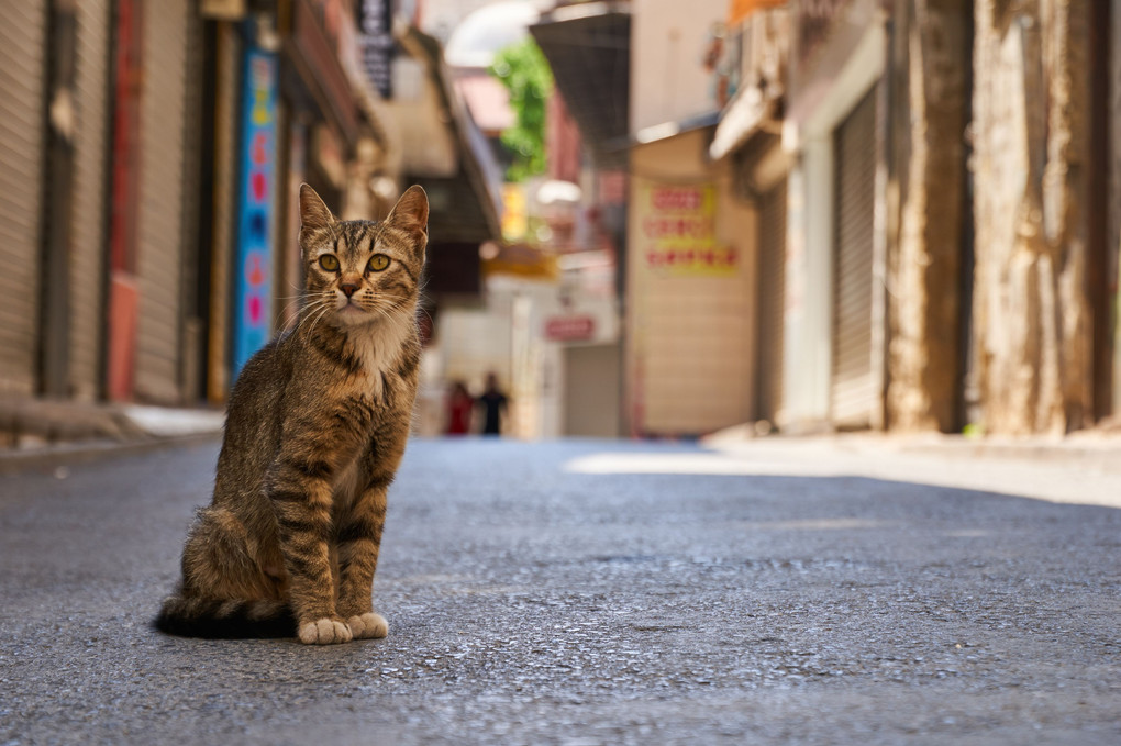 グランバザールにて - イスタンブールの猫