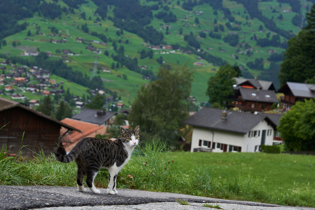 案内猫(にゃん) - スイスにて