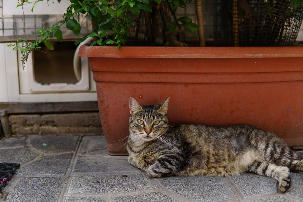 店番? - ローマ　トッレ・アルジェンティーナ遺跡の猫