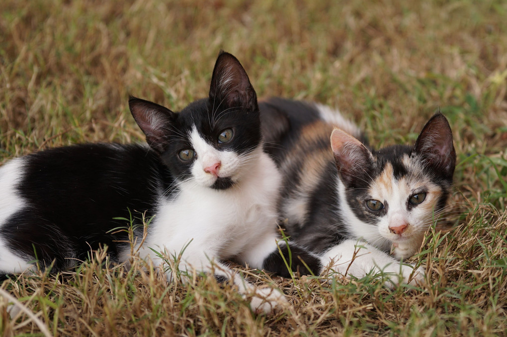 Kittens - 外国人居留区の猫シリーズ