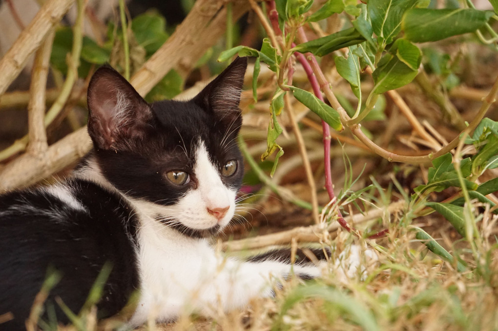 Kittens - 外国人居留区の猫シリーズ