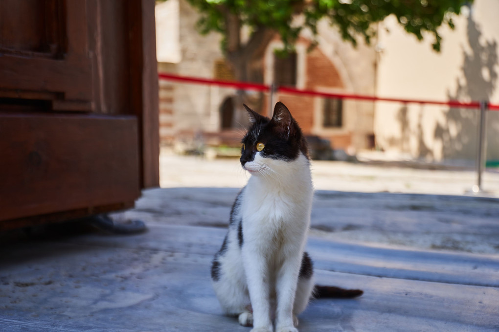 Little Gate Keeper - イスタンブールの猫たち