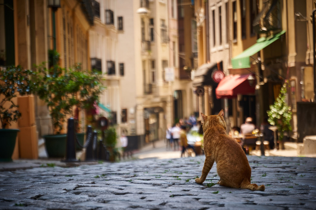 我が道を往く - イスタンブールの猫