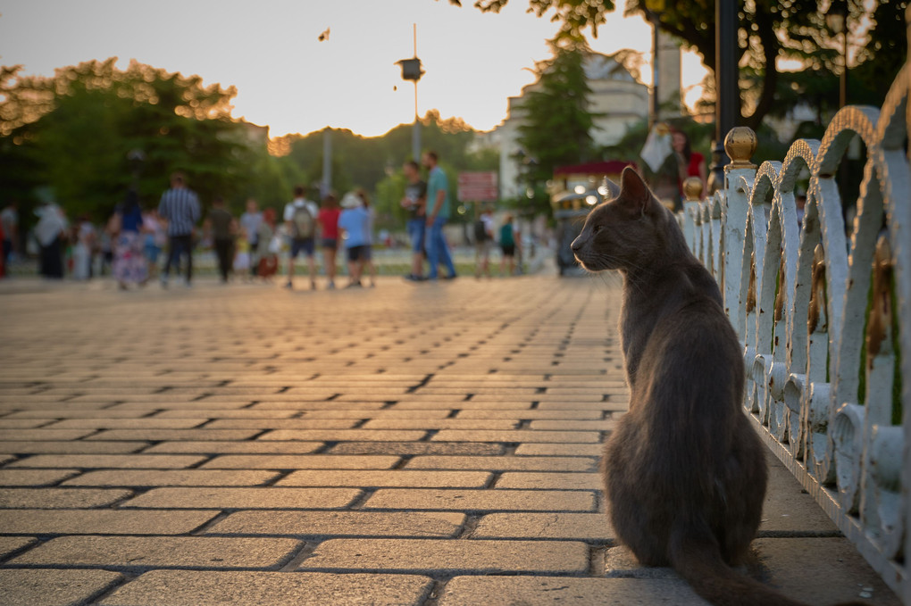夕刻 - イスタンブールの猫