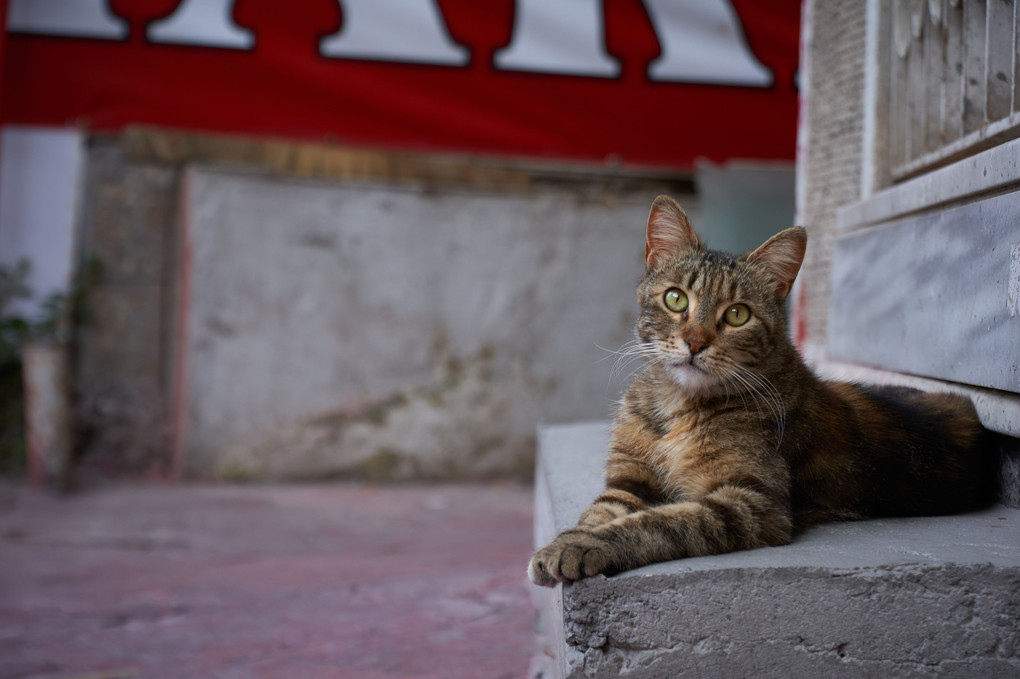 路上の哲学者 - イスタンブールの猫