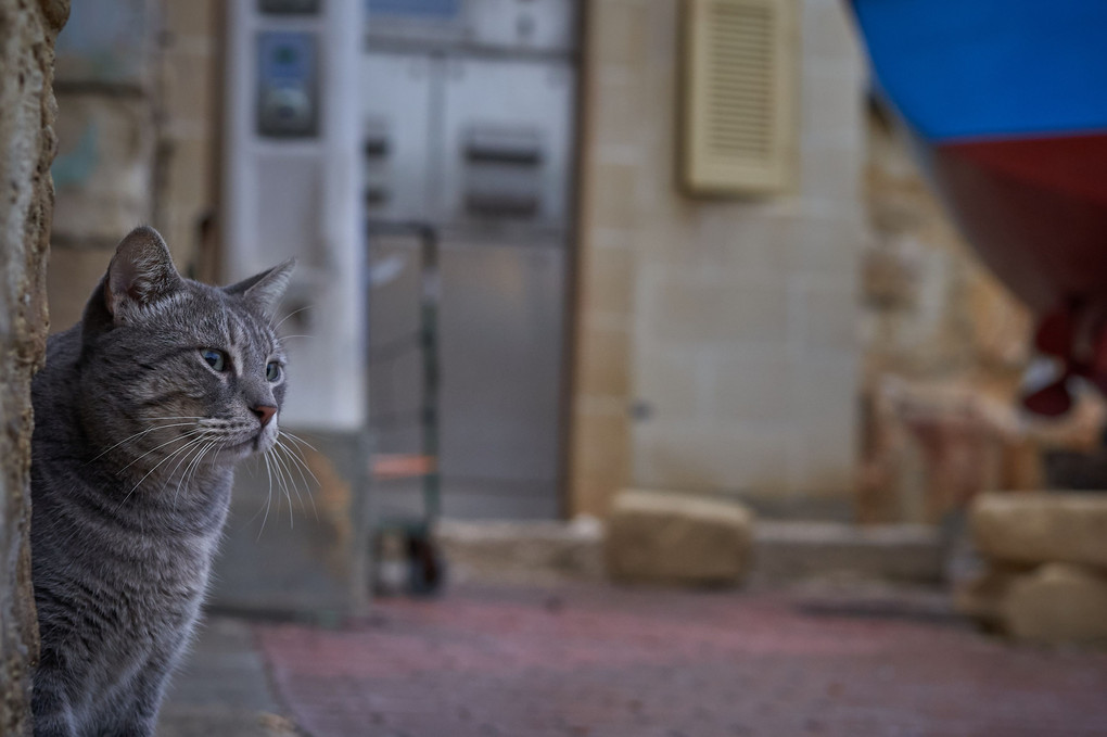 今日は雨か・・・。 - マルタの猫