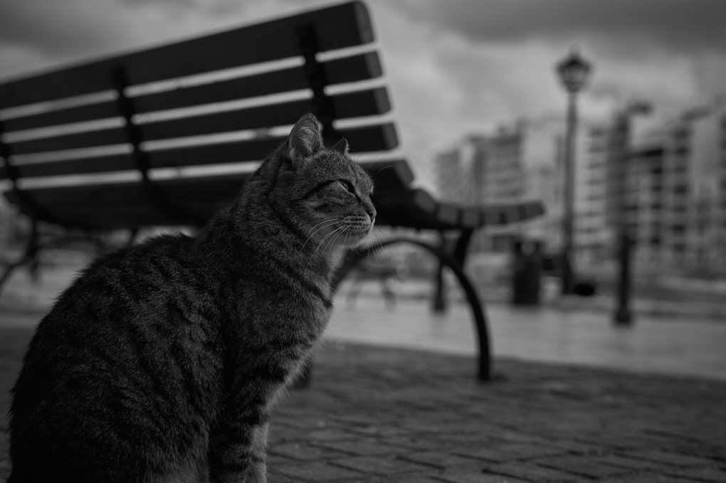 威風堂々 - マルタの猫