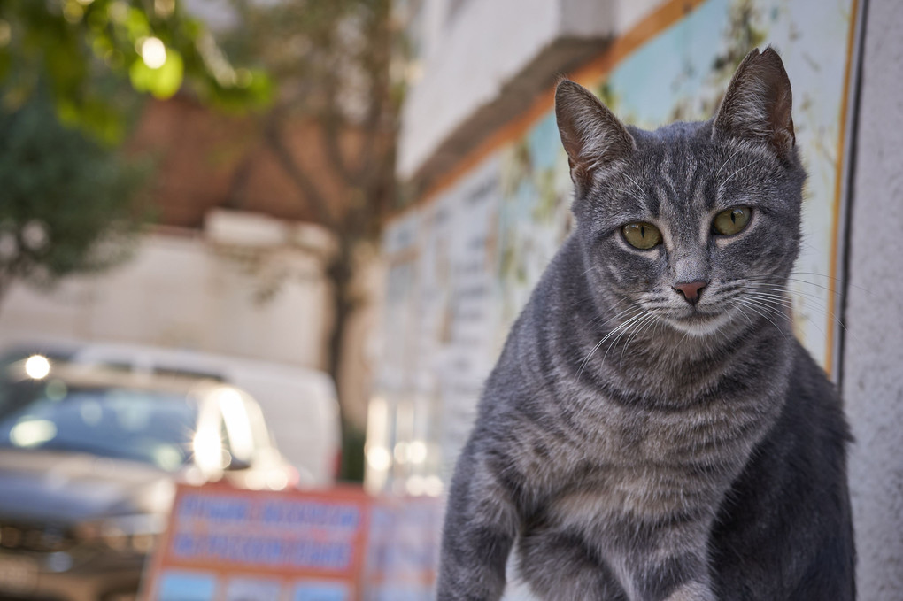 興味津々 - イスタンブールの猫
