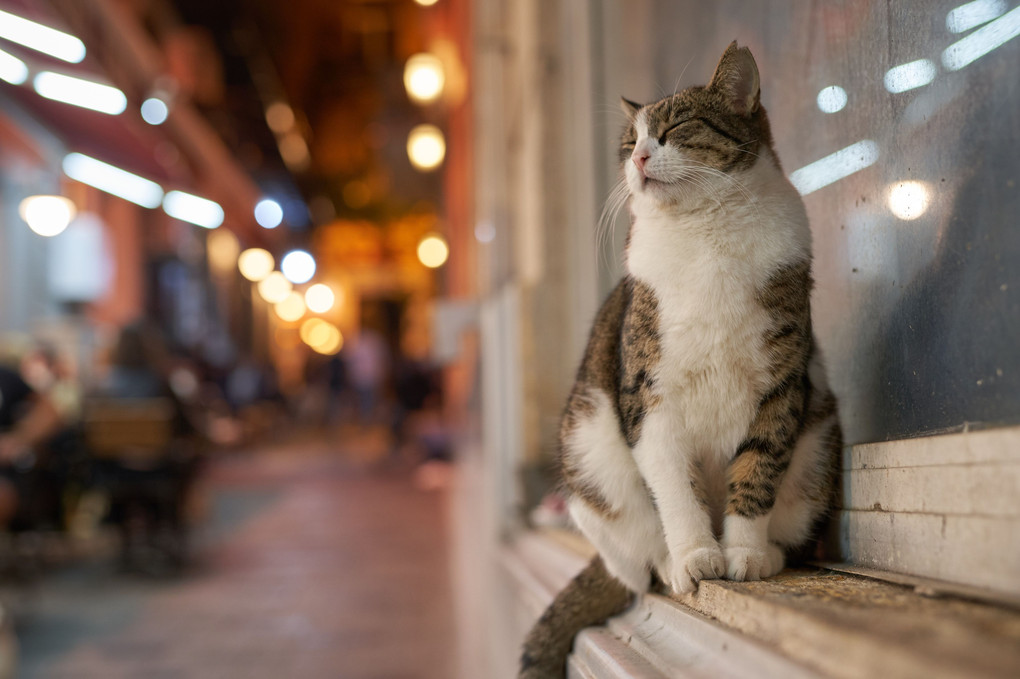 笑う門には・・・ - イスタンブールの猫シリーズ。