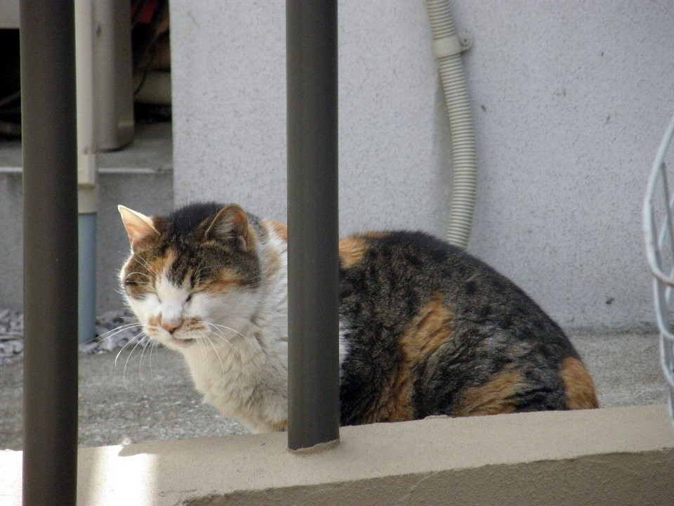 目の開かない陽気