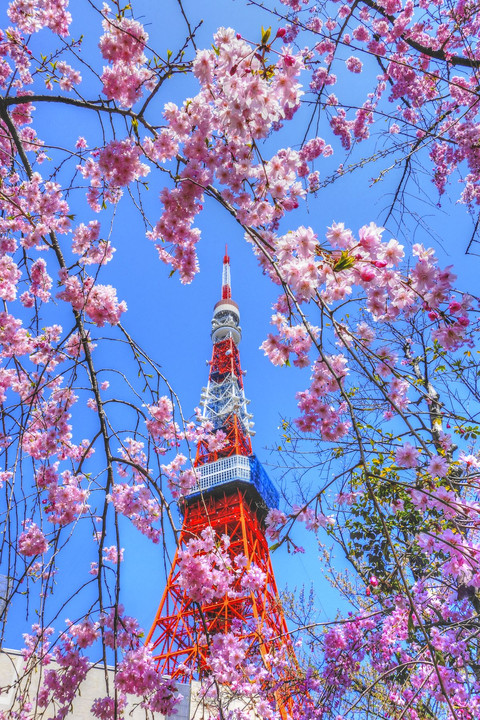 花の中（東京タワー）
