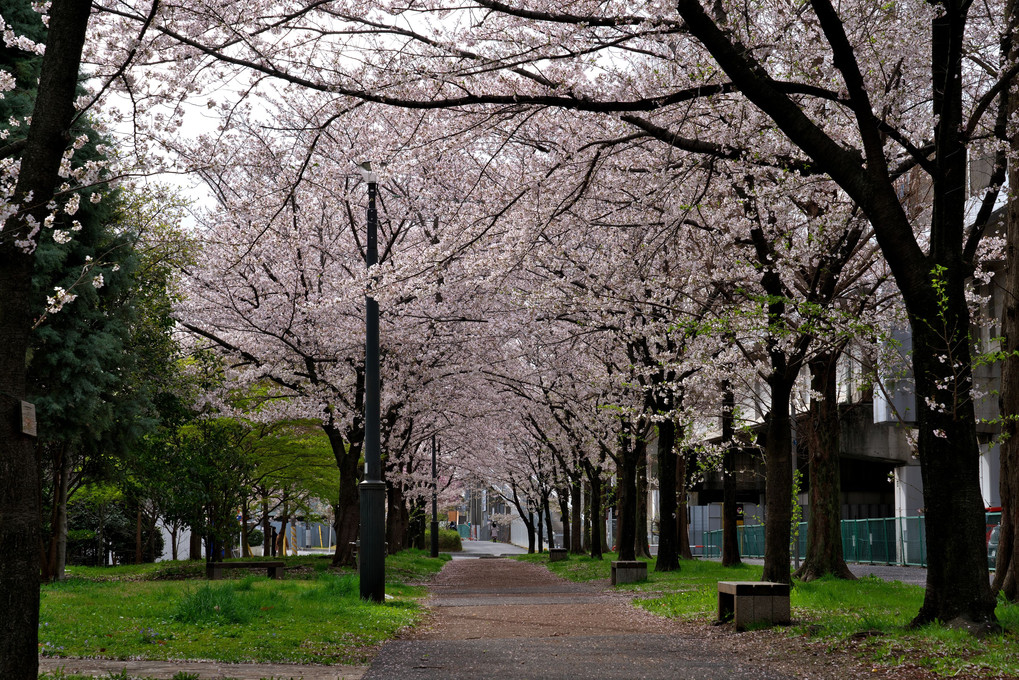 散歩道の桜並木