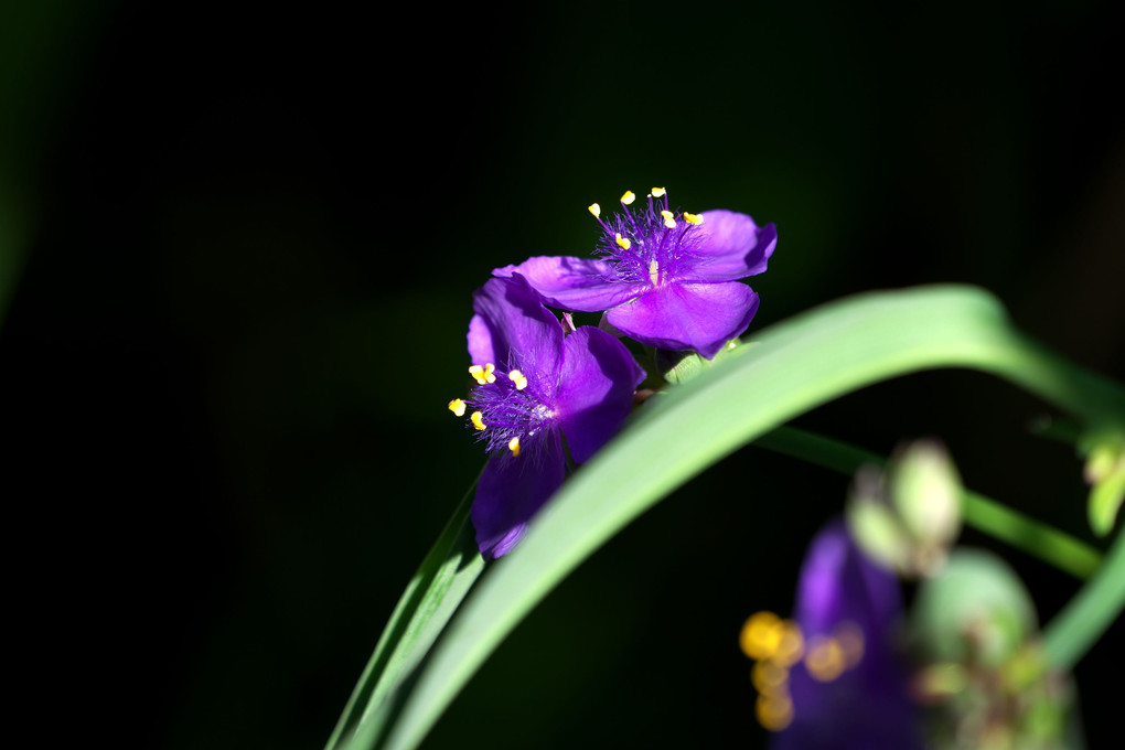 紫露草　色・色々