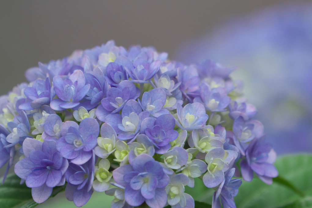 八重の紫陽花