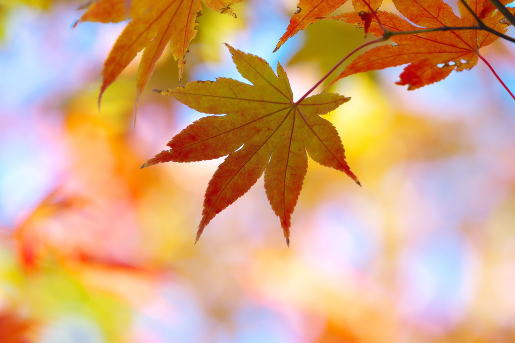 近所のお寺の紅葉