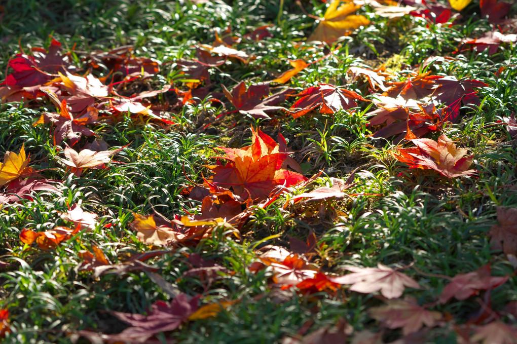 近所のお寺の紅葉