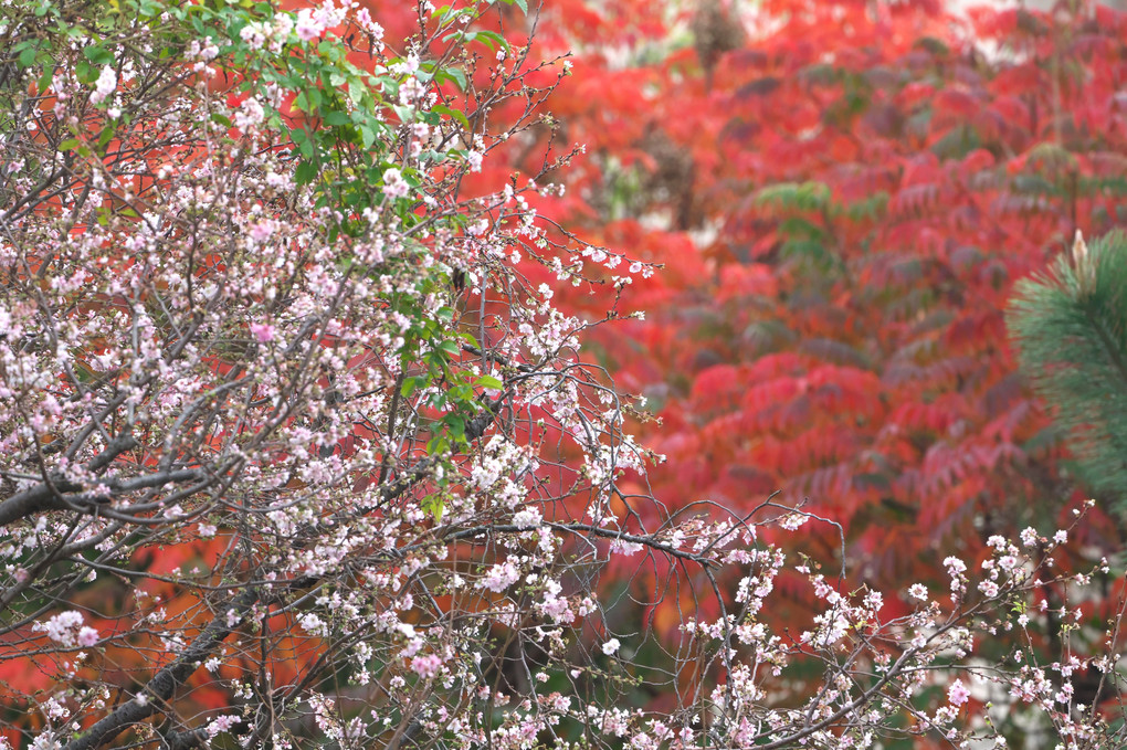 満開の桜と紅葉