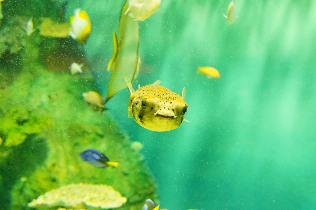 はじめての水族館