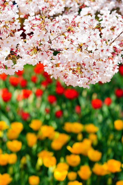 春本番～チューリップ＆まだ桜も満開！！