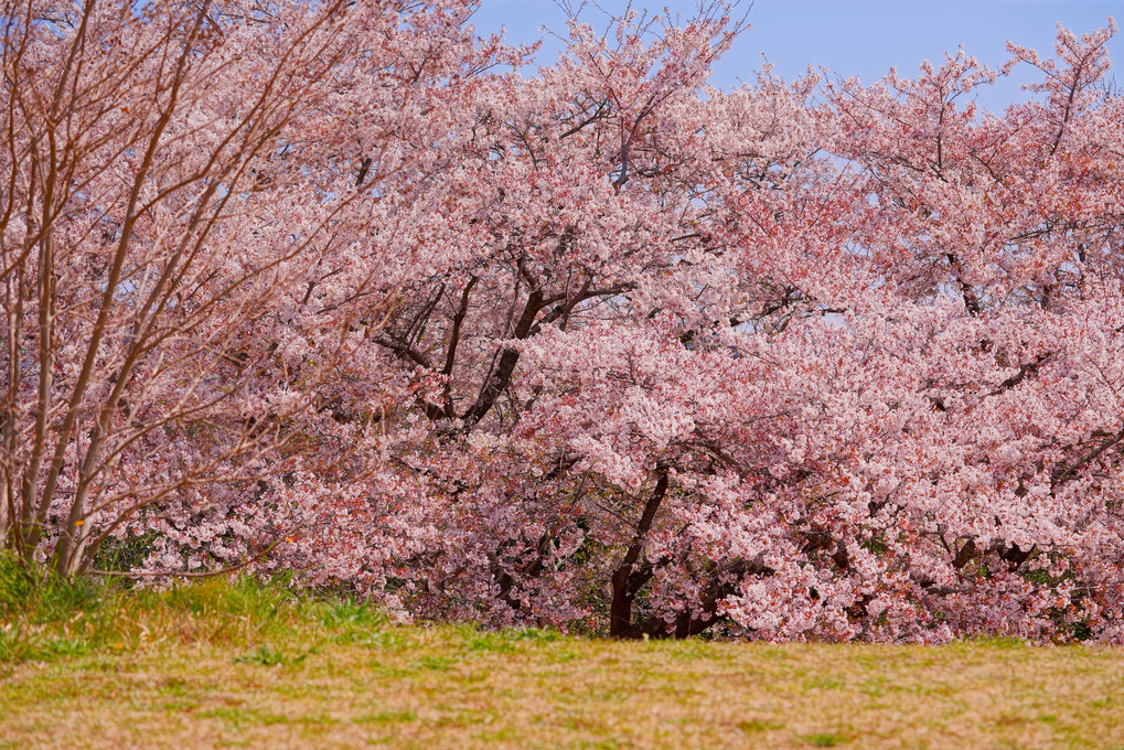 春本番～チューリップ＆まだ桜も満開！！