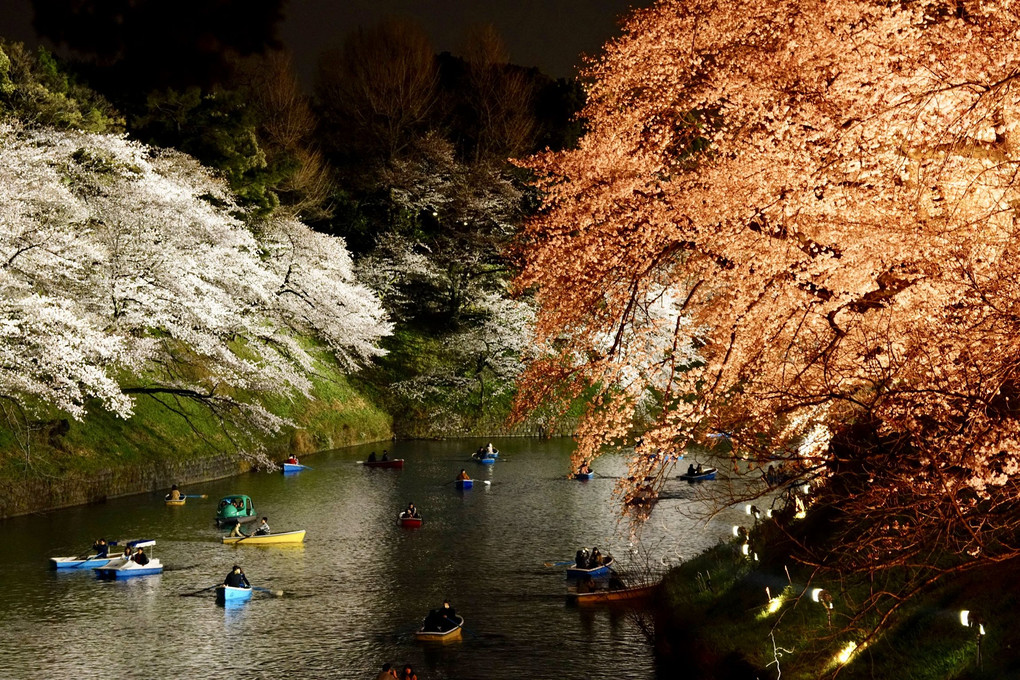 千鳥ヶ淵の桜