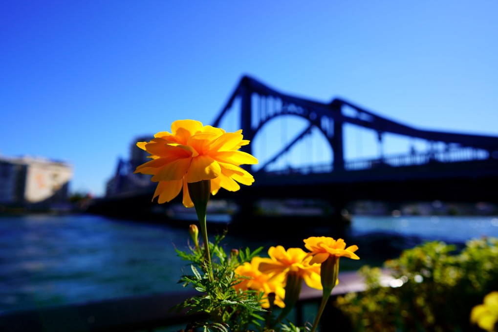 花と橋の見える後景