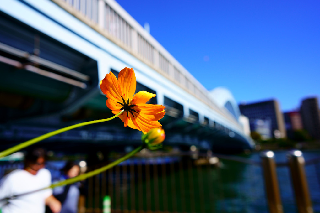 花と橋の見える後景