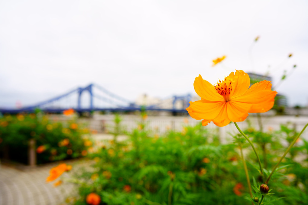 花と橋の見える後景